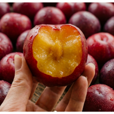 [건강애]새콤달콤 고당도 국내산햇자두(경산 김천 의성), 1박스, 1kg대