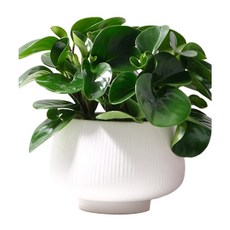 圓葉椒草/圓葉金錢樹 5寸 土耕, Green, 1個