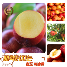 [굿피플] 꿀당도 천도(신선)복숭아 복숭아 제철천도(신선)복숭아, 1개, 천도복숭아(신선) 4kg 30-55과