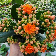 [무지개꽃/ 색상선택17종] 칼란디바 (카랑코에 겹꽃), 05. 주황 (모레노), 1개