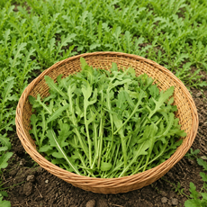 [한정특가]와일드루꼴라 200g 500g 1kg 국산 와일드 루꼴라 유기농, 와일드루꼴라 200g, 1개