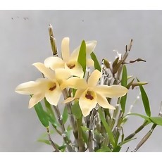 노랑꽃이 특별한 ~팔대석곡 (묵은둥이), 1개