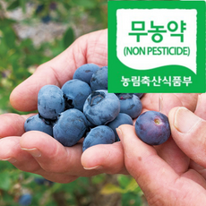 [최상품단골보장] 천연퇴비 아침수확발송 농약안심 블루베리, 1박스, 100g(특대)