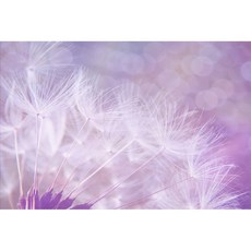 코나 주방아트보드 가스렌지 인덕션 가드 가림막 기름튐방지 민들레씨 보라, 1개