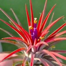 [풀멍상점] 틸란드시아 레드 / 에어플랜트 먼지먹는 관엽 이오난사 공중 플랜테리어 행잉플랜트 / 반려식물/ 선별발송 / 이름표포함-농장직배, 1개