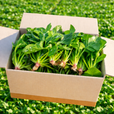 청농수 국내산 남해 노지 섬초 시금치, 1박스, 500g