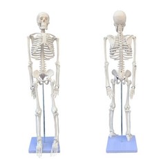 인체 해골 모형 전신 골격 교육용 뼈 해부학 전신골격 근육 병원 과학실, 85cm 가슴뼈, 1개