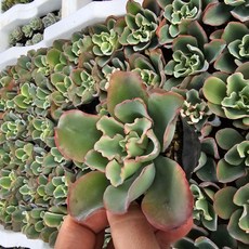 [해뜰다육] 아쿠아리스(소품) 반려식물 플랜테리어 키우기 쉬운식물 다육식물, 1개, 아쿠아리스