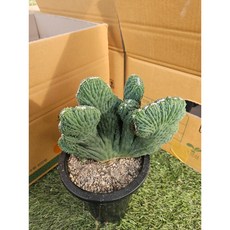 팅커벨 구름쇠, 1개