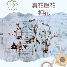 染色羽竹 押花/手作DIY 系列, 山葡萄藤短支