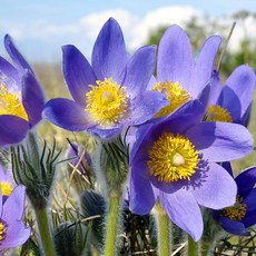 [큐가든] 풀사틸라 블루 숙근 유럽직수입 뿌리 구근 할미꽃 파스크 플라워 다년초 노지월동, 1개