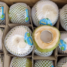 컷코코넛, 4개, 1.1kg 내외
