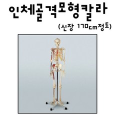 170cm 컬러 우리몸 전신 골격 해골 뼈 관절 인체모형 교구 보건용 보건 구조 교육용 과학실