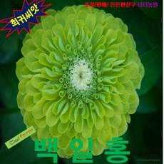 (희귀꽃씨) 백일홍 라임그린 (Lime Green) 10립, 1개, 상세페이지 참조