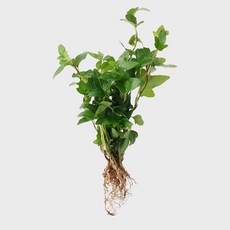메이크정글 공기정화 수경재배 흙 세척 식물 모음 아이비, 1개