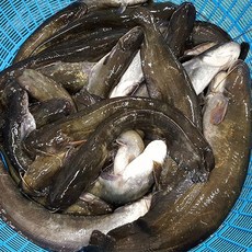 자연나라 국내산 민물고기 손질 메기 1kg 내장제거 매운탕소스 무료증정, 1개