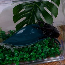 은신처 인조나뭇잎 사육장 꾸미기 도마뱀