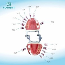 치과 시뮬레이션 헤드 모델 치석제거 셀프 치아 교육, 투명 26 1개, 1개, 1L