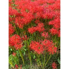 상사화 꽃무릇(석산) / 화산농원, 50개