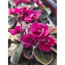 미니바이올렛 러브바이트 8센티 힐링식물/엠제이정원, 1개