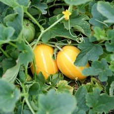 달콤한 과즙 성주 참외, 1개, 10kg(정품 랜덤과)