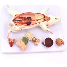 SNIME동물 해부학적 모델 마우스 장기의 구조 의학 교육 보조용