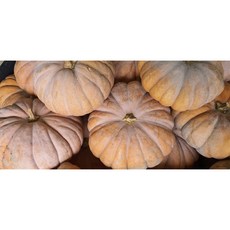 진안고원 (부부농부) 맷돌호박 5kg이상~ 빛깔좋고 맛도좋은~노오란~ 늙은호박, 3kg, 1개