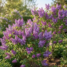 목하원예조경 라일락 개화주 라일나무 분묘 묘목 정원 조경나무 향기진한 라일락 봄꽃나무, 1개, 단일