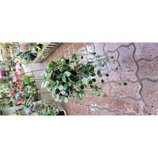 호야 마틸다 행잉 최강플랜트 호야식물 꽃이피는식물호야 마틸다, 1개