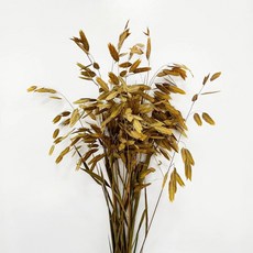 小盼草 永生花 真花 幹花 雲南工廠材料 家居裝飾, 黃綠色（吸色10支)