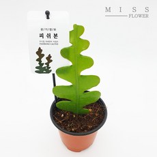 꽃집아가씨 피쉬본/생선뼈선인장/지그재그선인장, 피쉬본, 1개, 피쉬본