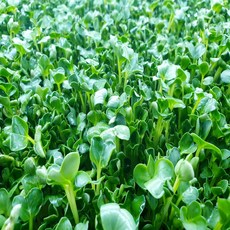 [당일수확] GAP 인증 수경재배 무순 깨끗한 신선채소 아삭한 샐러드용 (1팩당 150g), 1세트, 750g