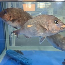국내산 참돔 원물 1kg 내외 손질후 320g 숙성회 생선회, 1개, 참돔 필렛 + 초장세트