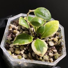 호야 휴스켈리아나 알보 마지나타 바리에가타 동일품배송