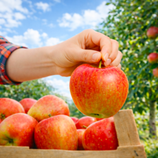 [초고당도선별] 경북 부사사과 13Brix이상 아삭달콤 햇사과, 1박스, 1.5kg (소과, 실중량)