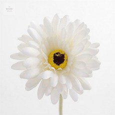 거베라 조화 1P화이트