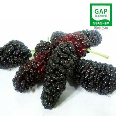 과상2호 오디5kg 급냉 생과용 특품 대과 선물용 벌크포장, 과상오디10kg, 1개, 과상10kg