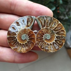 미니 화석 암모나이트 표본 체험 학습교구 고고학 퇴적물 실험