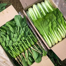 포천 싱싱팜 어린 열무, 1세트, 어린열무 2kg 얼갈이 2kg 홍고추 1kg