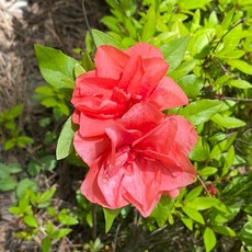 착한가격 나무생각 / 영산홍(보단) 겹철쭉 / 40cm(전후) / 개화주, 영산홍보단, 1개