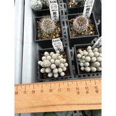 MC多肉園 嚴選仙人掌多肉植物盆栽，多款造型可選，綠植盆栽點綴居家空間, 1個, Lee群生