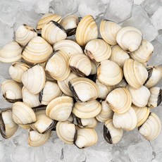 백합조개 4060 5kg(1kg*5팩) 베트남 백상합 조개탕 칼국수, 단품, 단품