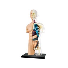 사람인체 3d 미니어쳐 장기모형 모델 반투명 피규어, 반신 내장 (16cm)