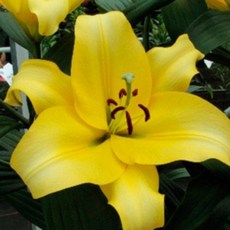 우리화훼종묘 백합 구근-엘도레트, 1개