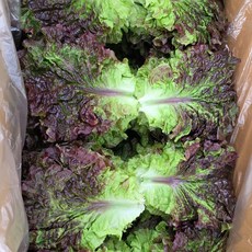 국내산 꽃상추 산지직송 신선채소, 1개, 1kg