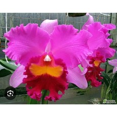 [신라난농원]카틀레야.Rlc.Taichung Beauty.타이충 뷰티.진한핑크색.노랑색.진핑크색립프.꽃대형종.좋은향.고급종.인기상품.필독뒷사진참고, 1개