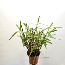 묵은둥이 팔대석곡, 1개