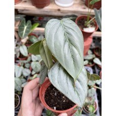 Sodiroi 3吋盆特價盆栽，綠植盆栽，美化居家環境，辦公室盆栽，療癒盆栽, 1個