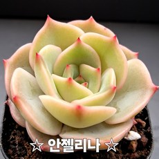 내맘대로골라 다육이 다육식물, 19번- 안젤리나