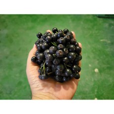 아로니아(줄기제거)특품 고창 농장산지직송 생(급냉)아이스박스 포장, 1개, 2.5KG(줄기제거 특품)